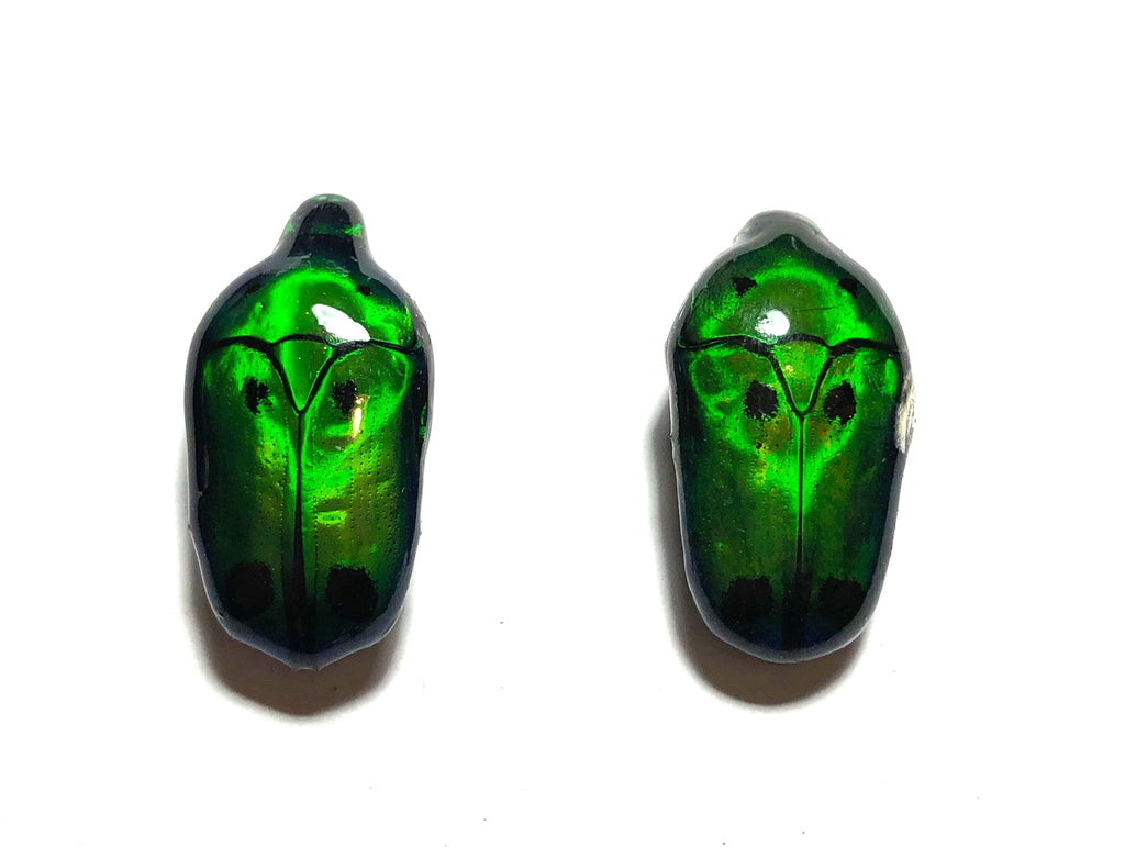 Green Beetle earrings with sterling silver ear posts